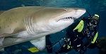 Deep Sea World